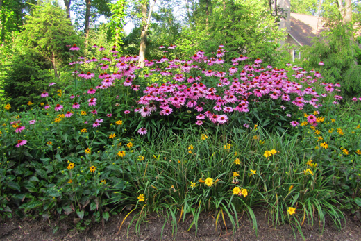 plants12