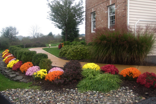 plants1