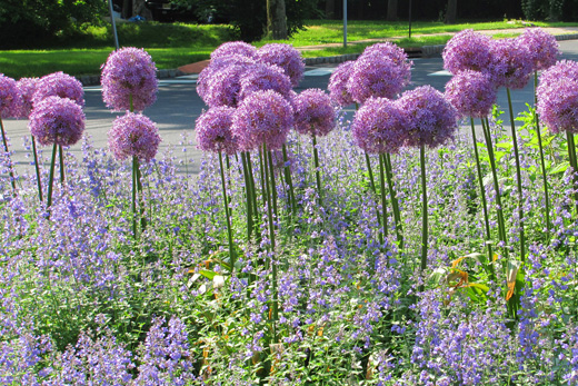 plants5
