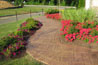 plants11