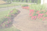 plants11