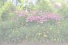 plants12