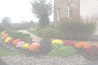 plants1