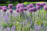 plants5