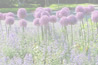 plants5