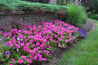 plants6