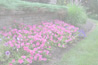 plants6